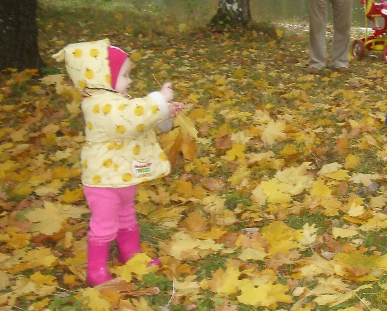 Фото В Осеннем Лесу Семейное