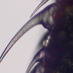 Под микроскопом: крапива, яблоневый цвет и плесень, жгучий волосок крапивы